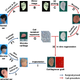 The lengthy process behind the procedure, illustrated above. Image: Cao et al/EBioMedicine